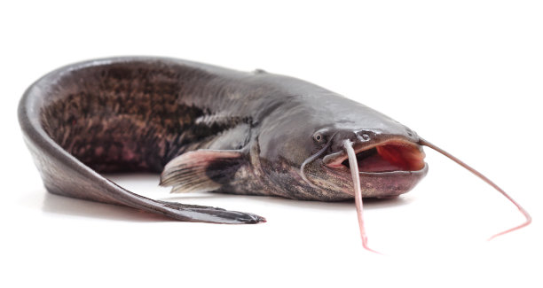 catfish