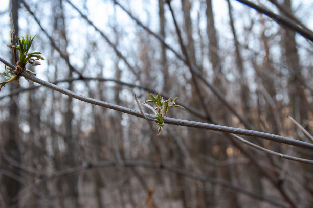 twig