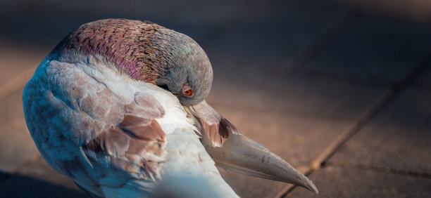 preen