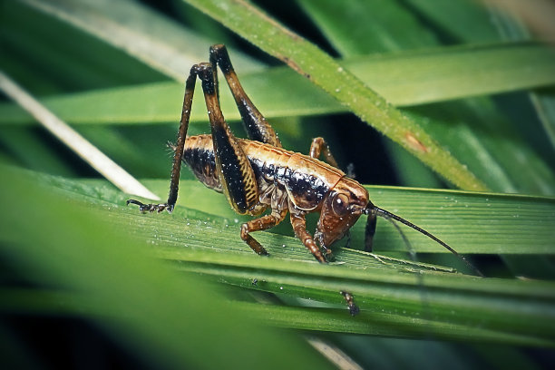 katydid