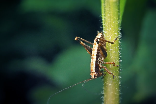 katydid