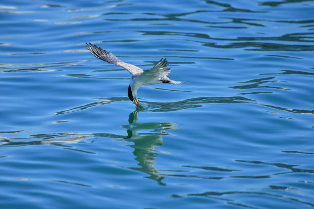 台湾海鸥