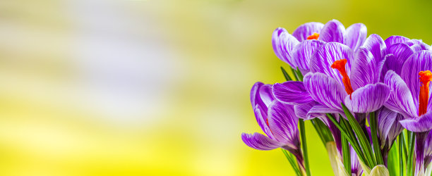 saffron