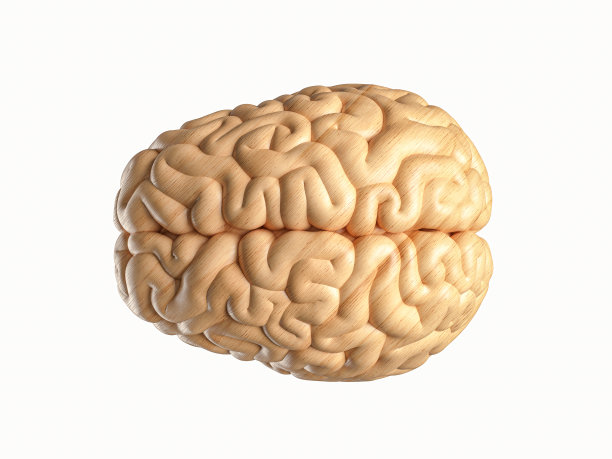 cerebrum
