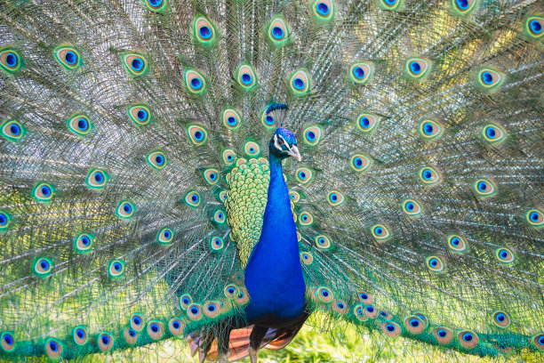 preen