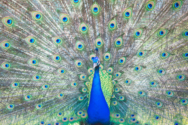 preen