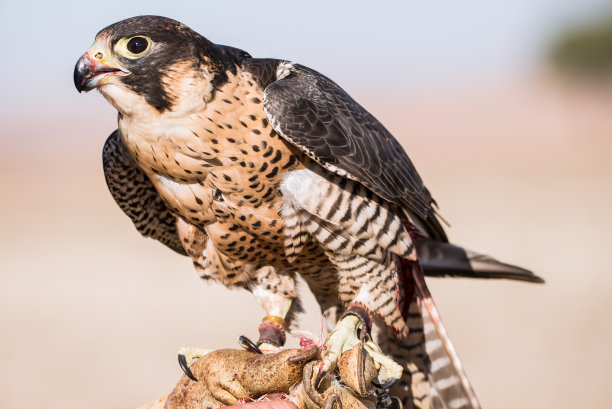 falcon