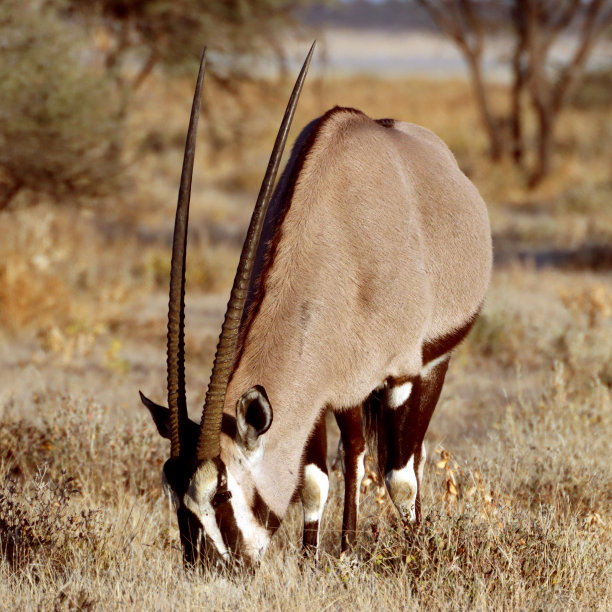 gemsbok