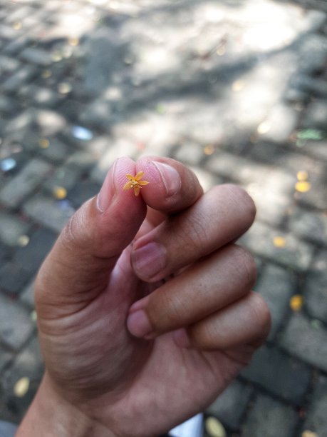 春天,植物,花