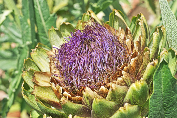 artichoke