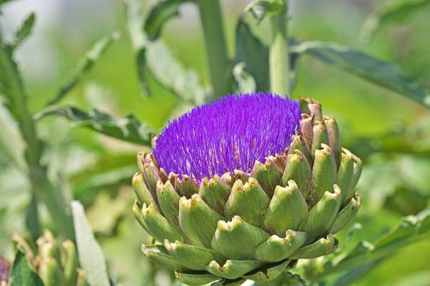 artichoke