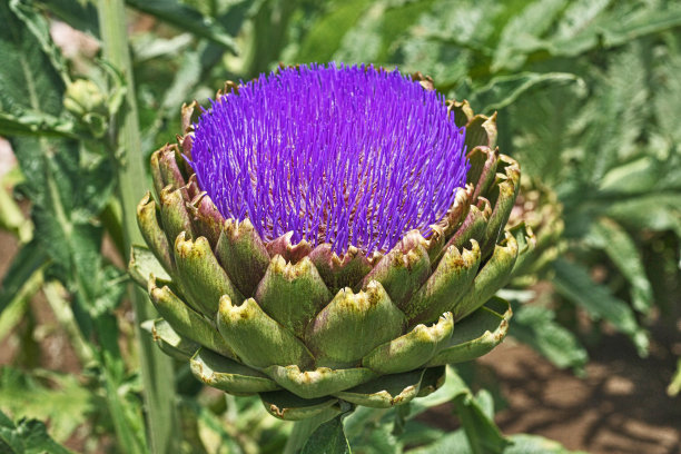 artichoke
