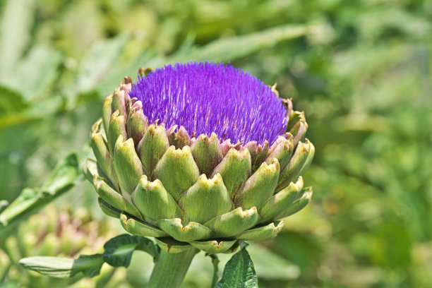 artichoke