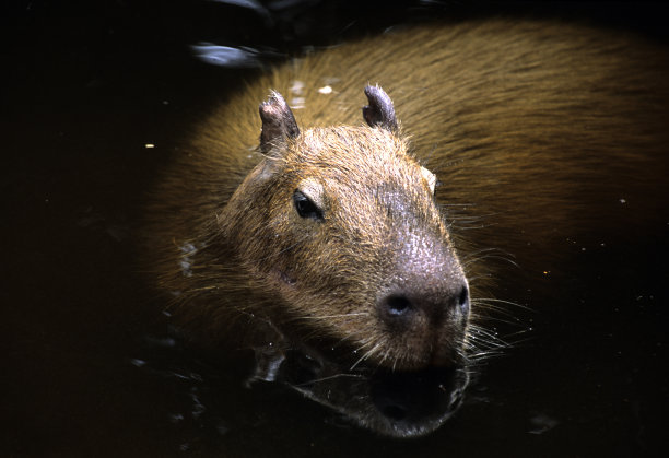 capybara