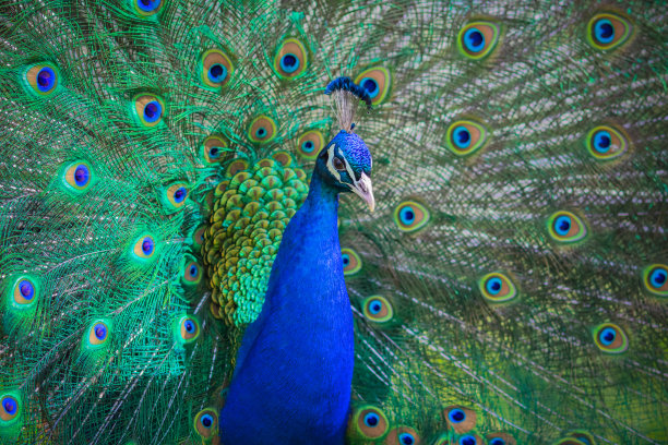 preen