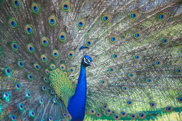 preen