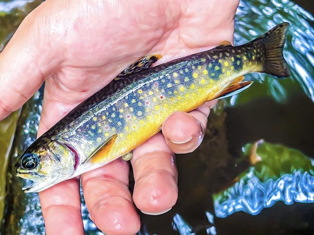 salvelinus