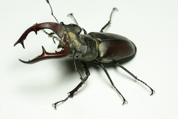 lucanus