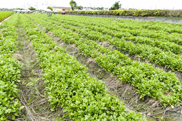 cilantro