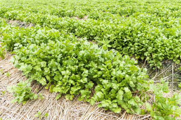 cilantro