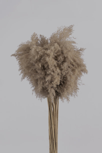 pampas