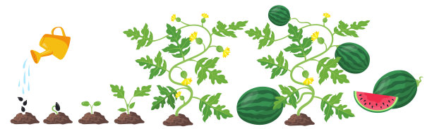 watermelon