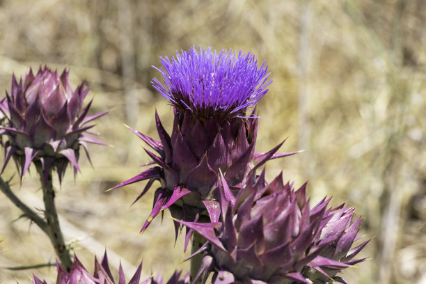 artichoke