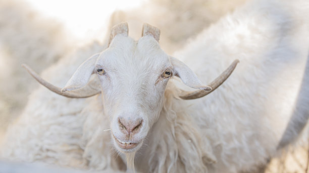 goat