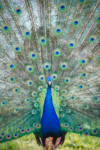 preen