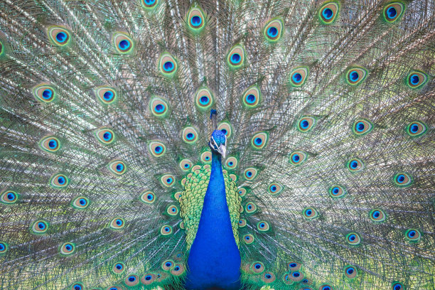 preen
