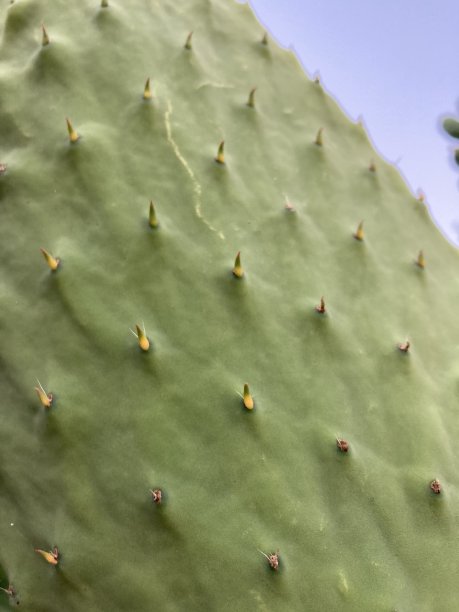 saguaro