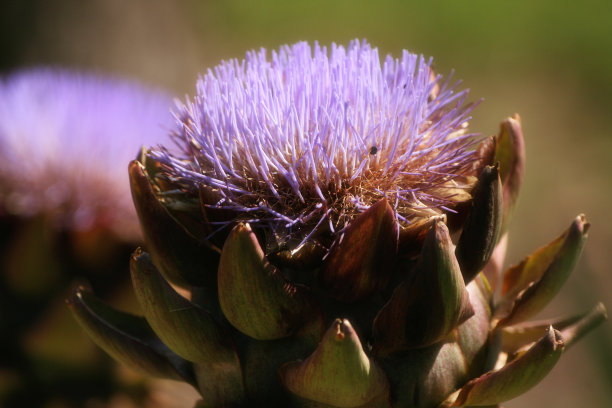 artichoke