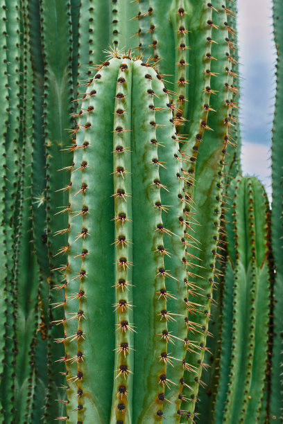 cacti