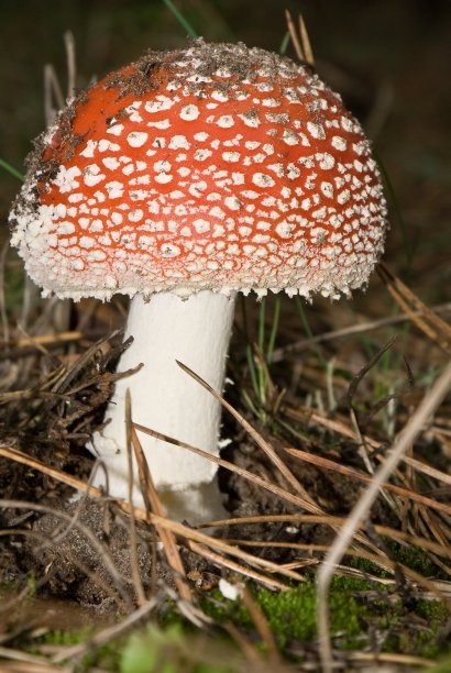 amanitaceae