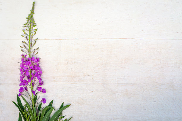 epilobium