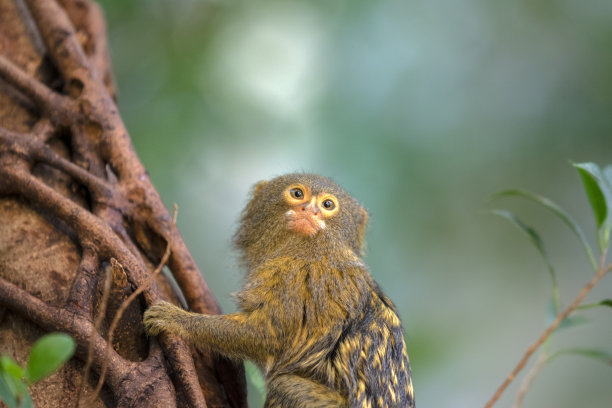 marmoset