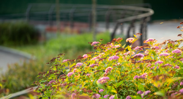 filipendula