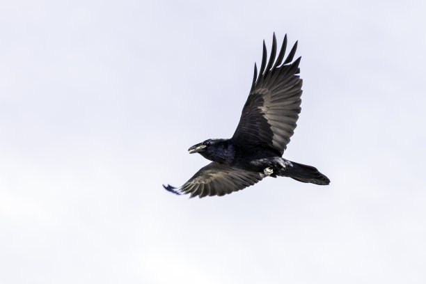 raven