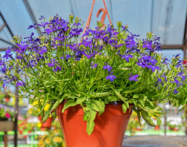lobelia