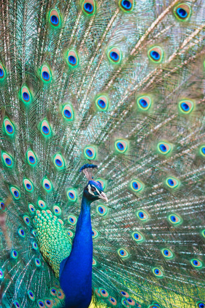 preen