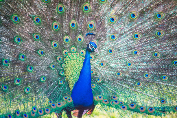 preen