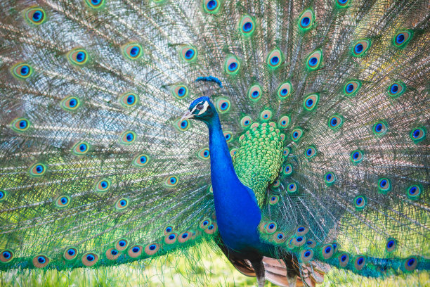 preen