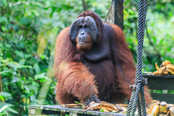 pongo