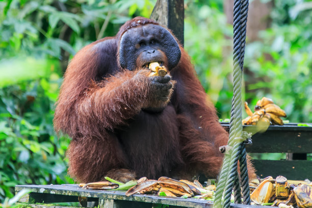 pongo