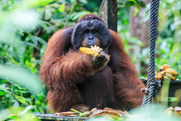 pongo