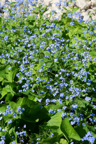 brunnera
