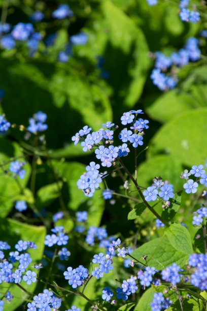brunnera