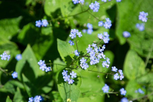 brunnera