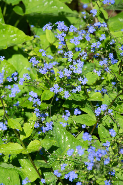 brunnera