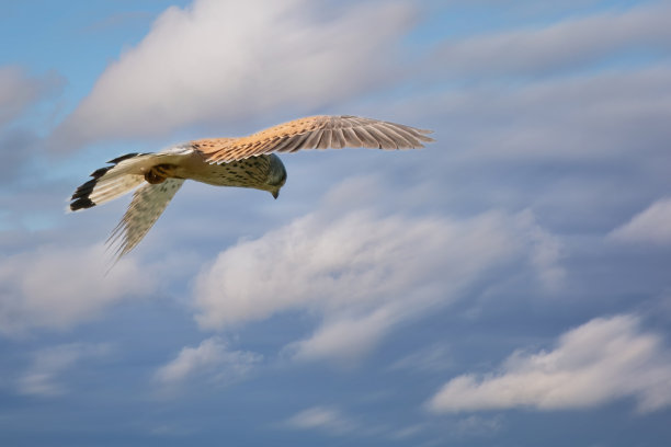 falcon
